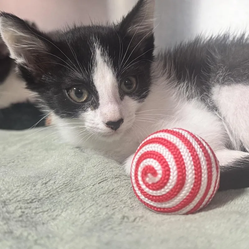 A baby small-sized male Black Domestic Short Hair cat named Fries for adoption in Pensacola, FL