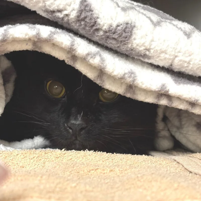 An adult large-sized male Black Domestic Long Hair cat named Salem for adoption in Springfield, MA