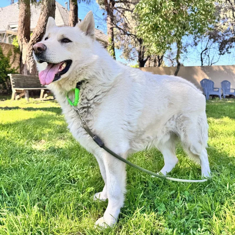 Polar Bear thumbnail 2