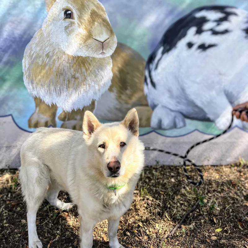 Polar Bear thumbnail 3