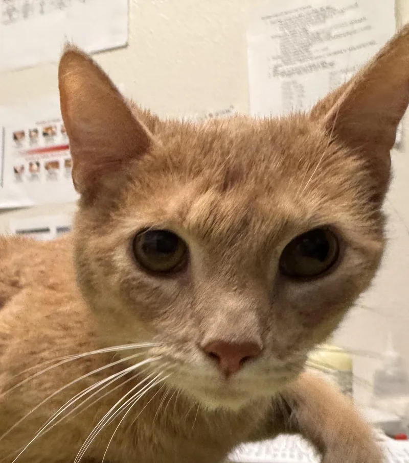 An adult large-sized male Domestic Short Hair cat named Scooter for adoption in Chico, CA
