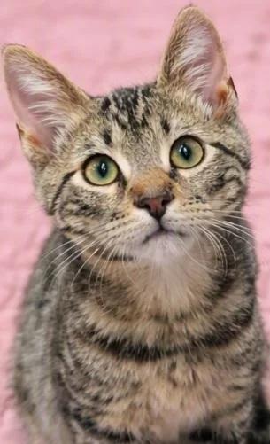 A baby small-sized male Tabby (Gray / Blue / Silver) Domestic Short Hair cat named Buzz for adoption in Morganton, NC
