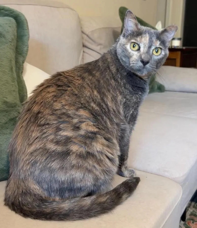 An adult large-sized female Domestic Short Hair cat named Tessie for adoption in tucson, AZ