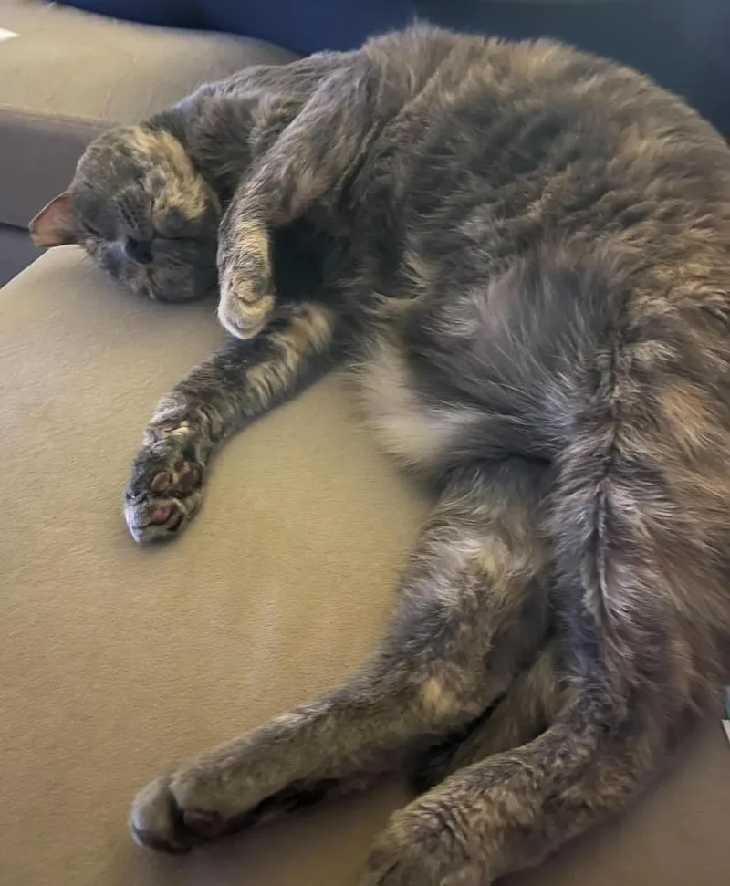 Tessie thumbnail 3