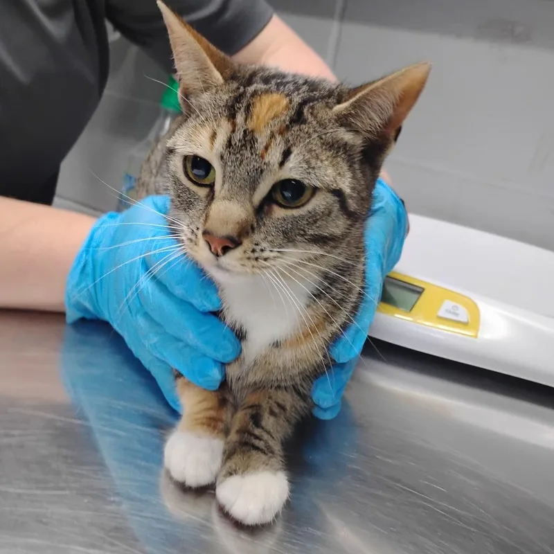 An adult medium-sized female Torbie Domestic Short Hair cat named Thelma for adoption in Summerville, SC