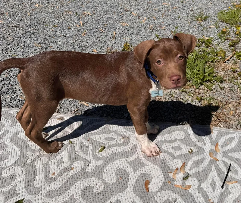 A baby medium-sized male Brown / Chocolate Mixed Breed dog named Gaston for adoption in Highland, NY