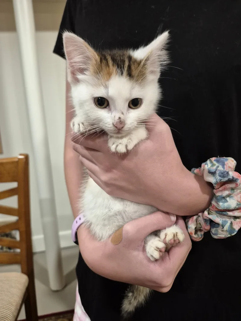 A baby medium-sized female Calico Domestic Short Hair cat named Lacey for adoption in Boiling Springs, PA