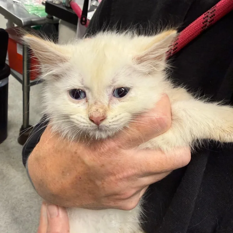A baby small-sized male Cream / Ivory Domestic Medium Hair cat named Surfer for adoption in Milton, FL