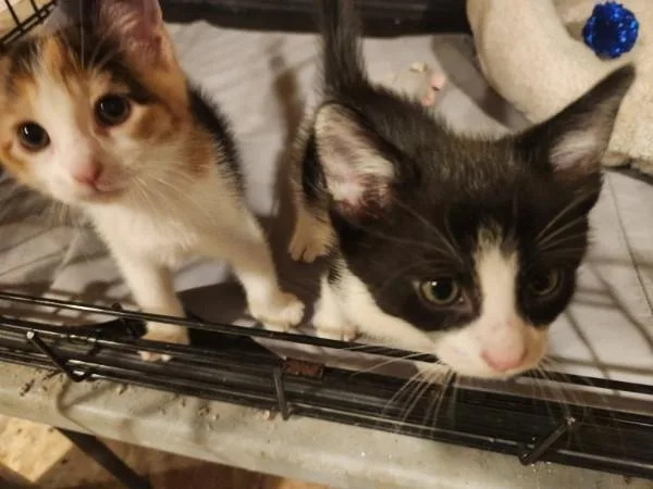 A baby medium-sized female Domestic Short Hair cat named The Clark for adoption in Berkeley Heights, NJ