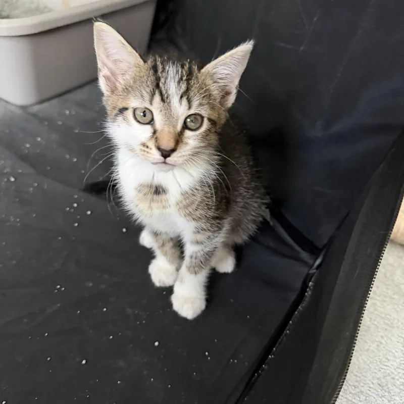 A baby small-sized female Gray / Blue / Silver Domestic Short Hair cat named Adley for adoption in Bel Air, MD