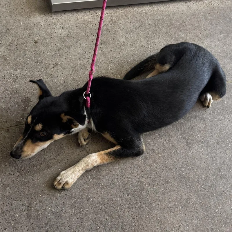 A young medium-sized male Mixed Breed dog named 111201 for adoption in Las Cruces, NM