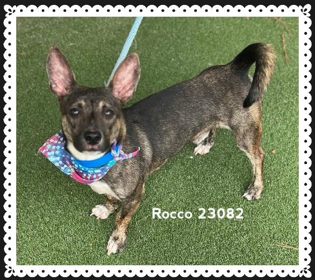 An adult small-sized male Chihuahua dog named Rocco for adoption in Marietta, GA