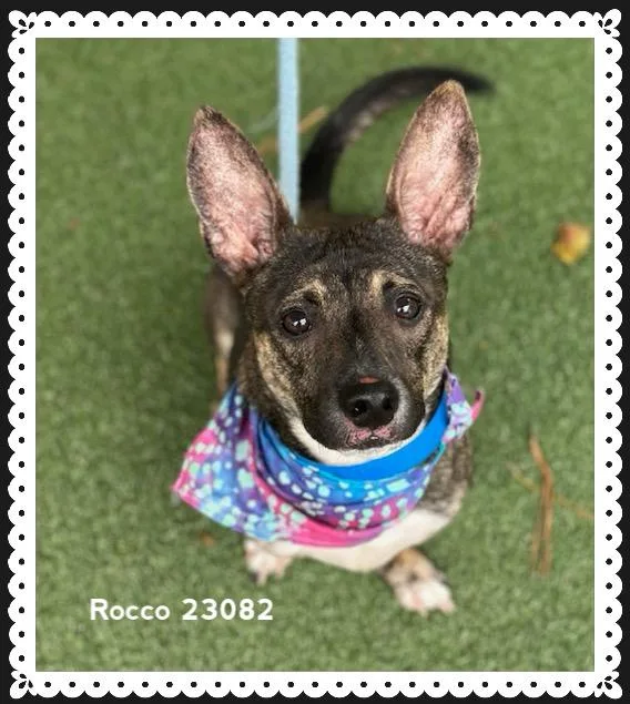 Rocco thumbnail 4