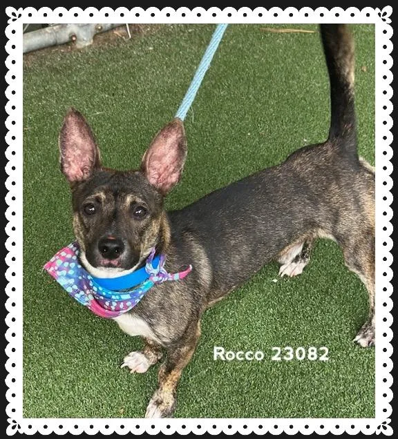 Rocco thumbnail 5