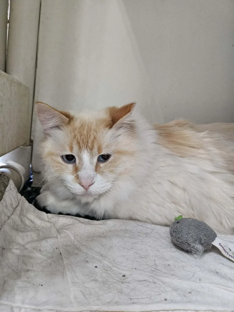 An adult large-sized male Domestic Short Hair cat named Chonk And Charlie for adoption in Chappell, NE