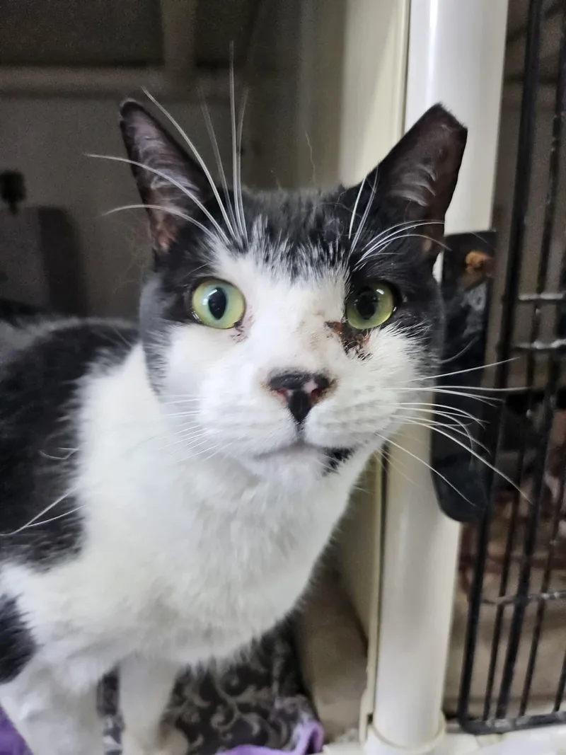 Chonk And Charlie thumbnail 2