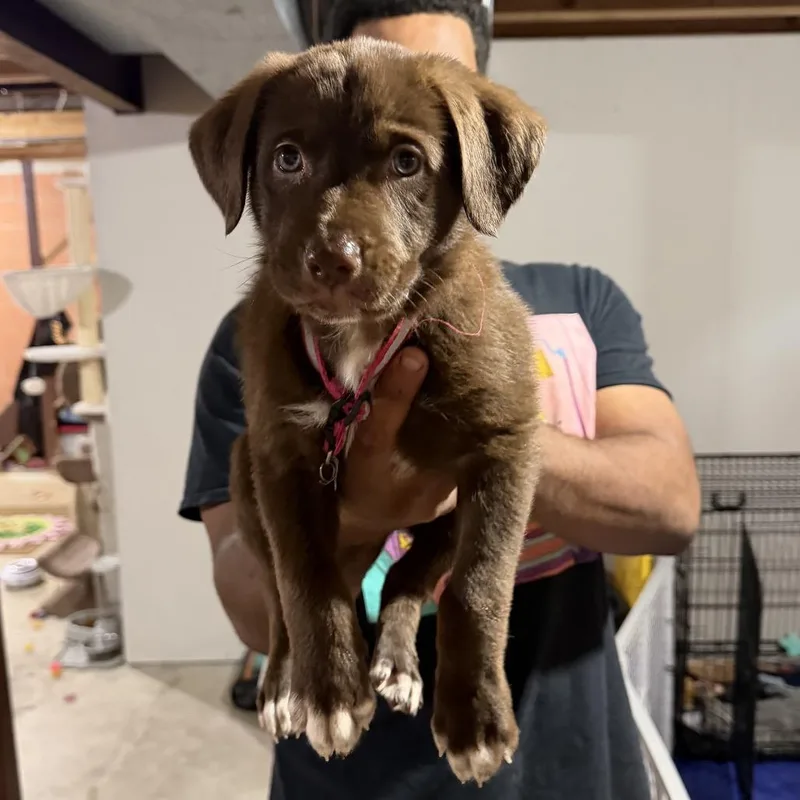A baby small-sized female Brown / Chocolate Mixed Breed dog named Platypus for adoption in Buffalo, MN