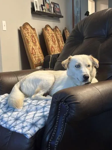 An adult medium-sized female White / Cream Siberian Husky dog named Daisy for adoption in Liverpool, TX