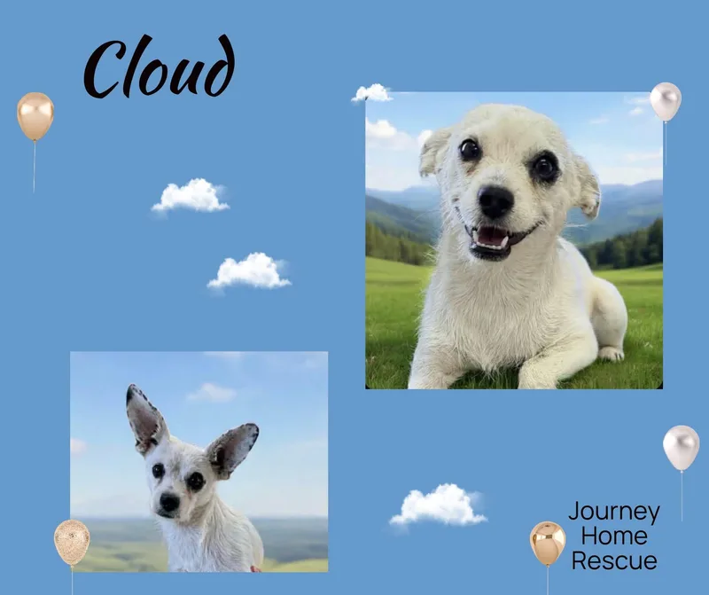 Cloud