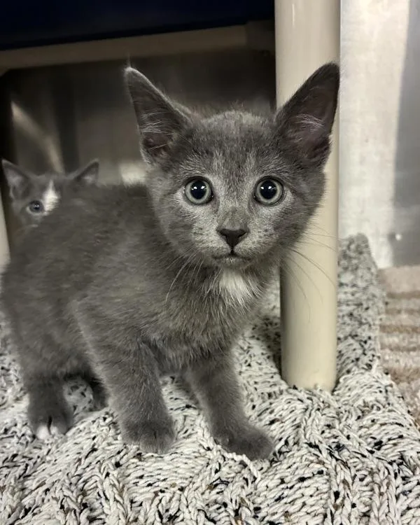 A baby small-sized male Domestic Short Hair cat named DrGluon for adoption in Richmond, VA