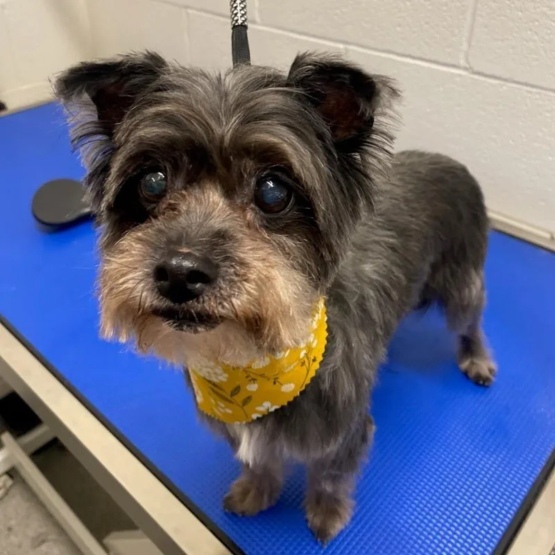 A senior small-sized female Gray / Blue / Silver Havanese dog named Blanche for adoption in Palatine, IL