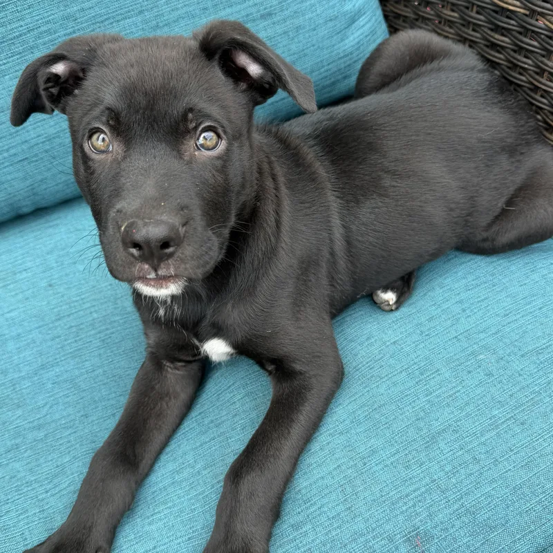 A baby large-sized male German Shepherd Dog dog named Baxter for adoption in Krum, TX
