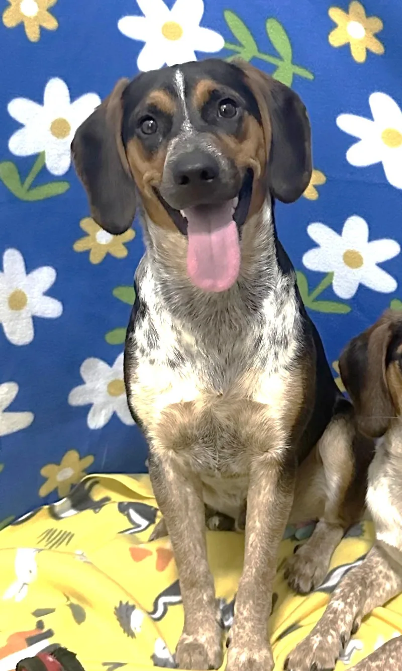 A baby medium-sized male Tricolor (Brown, Black, & White) Beagle dog named Jimmy for adoption in Lexington, MA