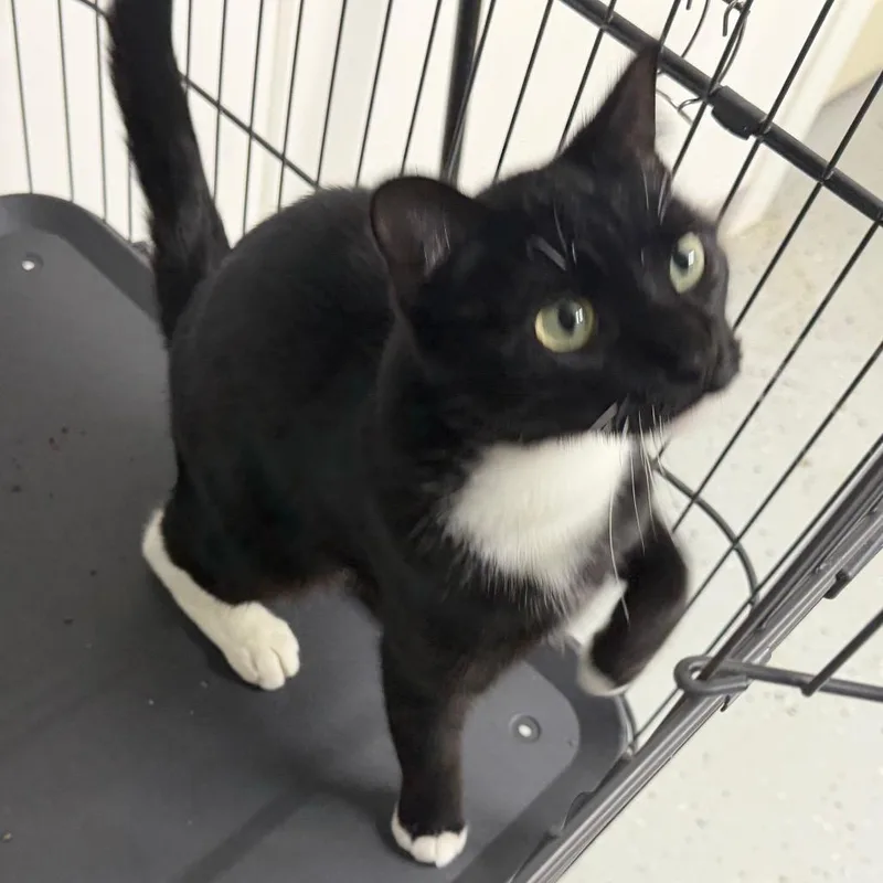 An adult small-sized female Domestic Short Hair cat named Gracie for adoption in Blair, WI