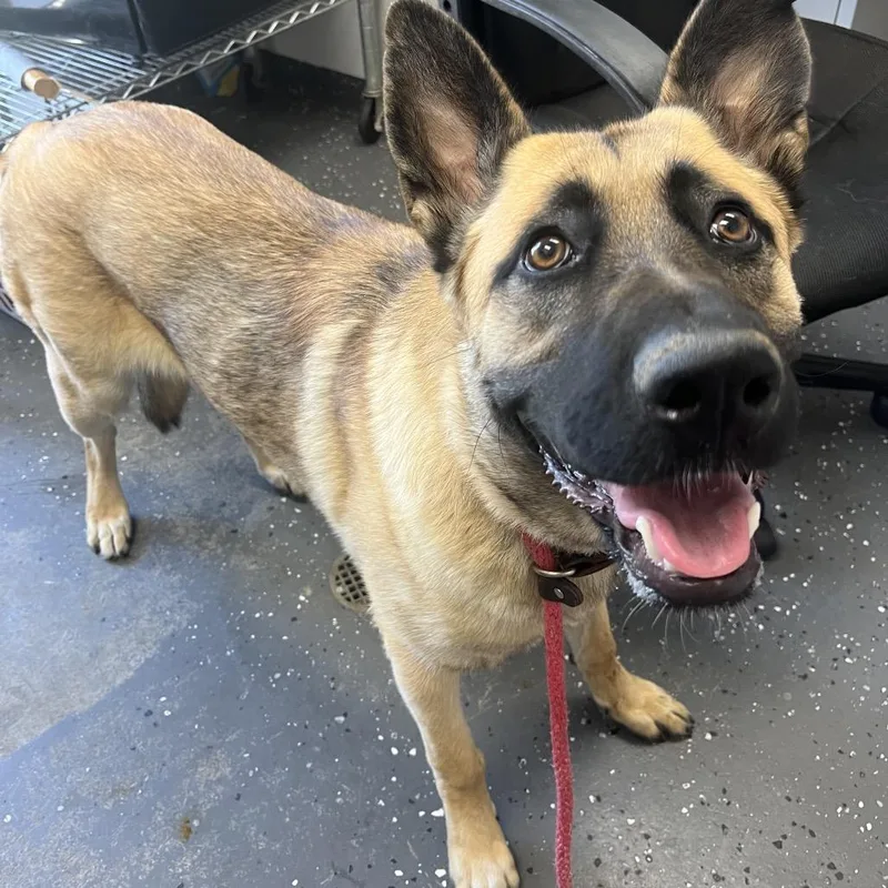 A young large-sized female Yellow / Tan / Blond / Fawn Mixed Breed dog named Willow Marie for adoption in Columbiana, AL