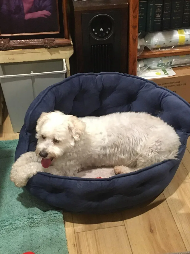 Hava Havanese Milkshake!! thumbnail 2