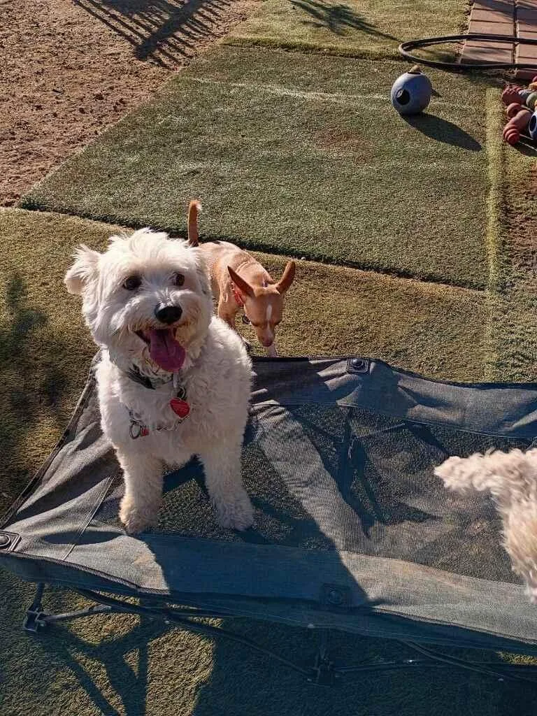 Hava Havanese Milkshake!! thumbnail 3