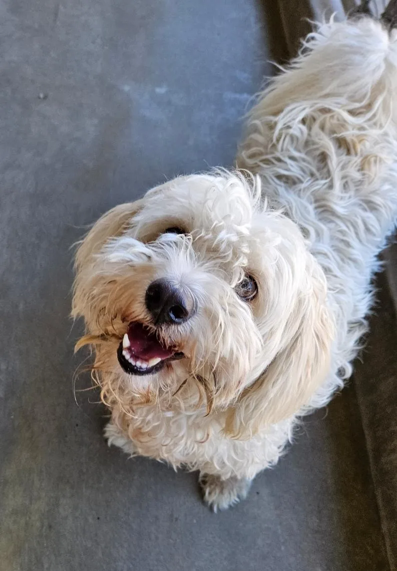 Hava Havanese Milkshake!!