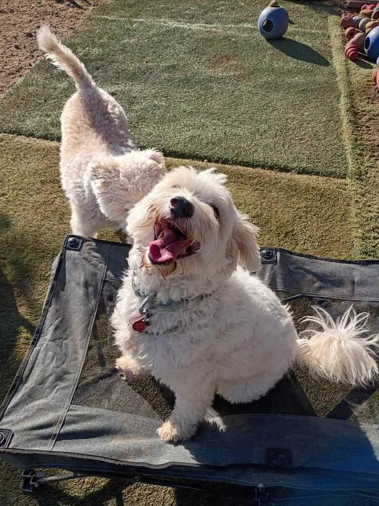 Hava Havanese Milkshake!! thumbnail 4