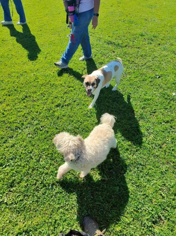 Hava Havanese Milkshake!! thumbnail 5