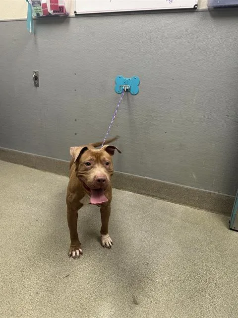 An adult large-sized female Pit Bull Terrier dog named Julia for adoption in Las Vegas, NV