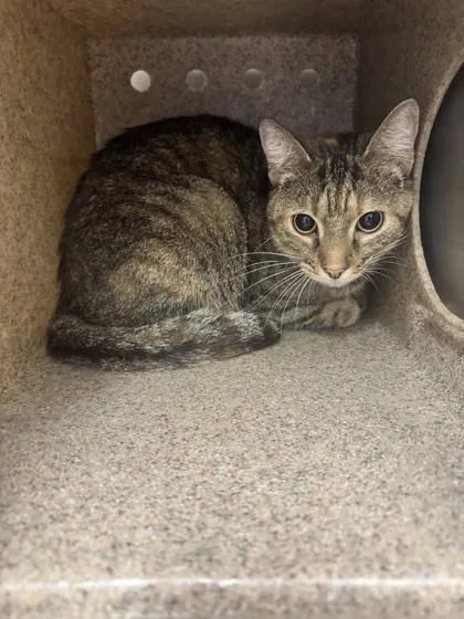 An adult medium-sized female Domestic Short Hair cat named Victoria for adoption in Lafayette, IN