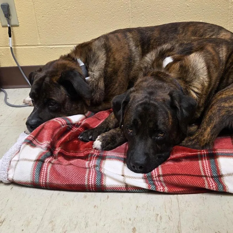 A senior large-sized male Brindle Mixed Breed dog named Roscoe for adoption in Waukesha, WI