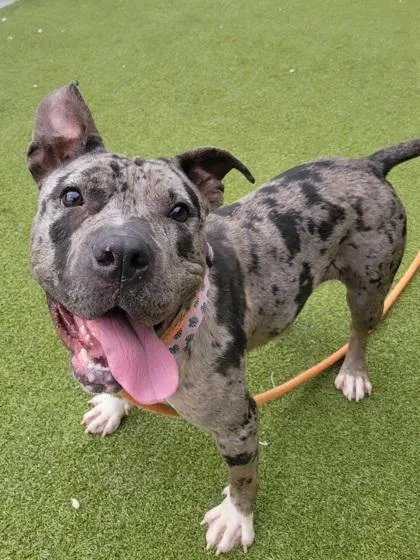 A young medium-sized female Mixed Breed dog named Mamas for adoption in Atlanta, GA