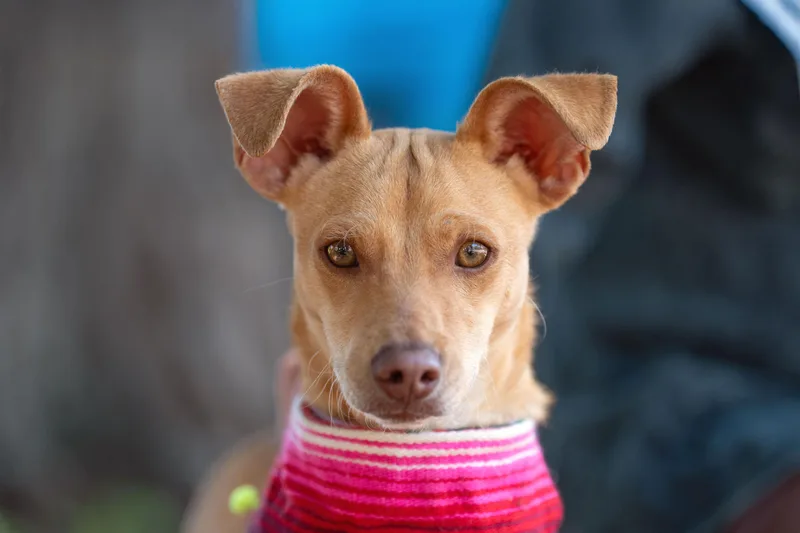 A young small-sized female Yellow / Tan / Blond / Fawn Chihuahua dog named Tuna for adoption in Santa Rosa, CA