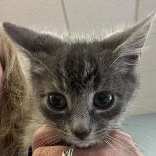 A baby small-sized female Gray / Blue / Silver Domestic Short Hair cat named Suzie for adoption in Greensboro, GA