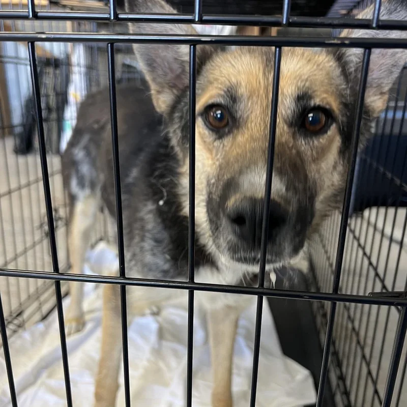An adult medium-sized female Black Mixed Breed dog named Endora for adoption in Moab, UT