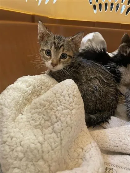 A baby small-sized male Domestic Short Hair cat named Rollie Pollie for adoption in West Chester, PA