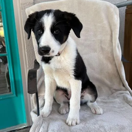 Peach Pit thumbnail 2