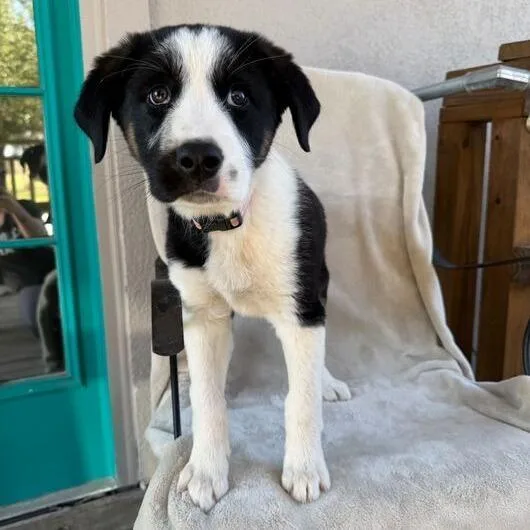 Peach Pit thumbnail 3