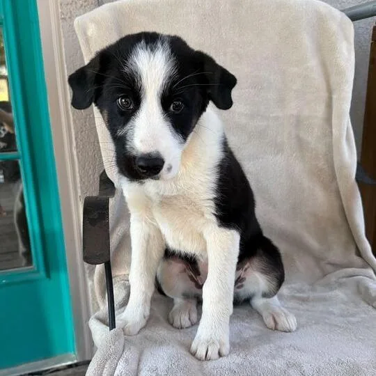 Peach Pit thumbnail 4