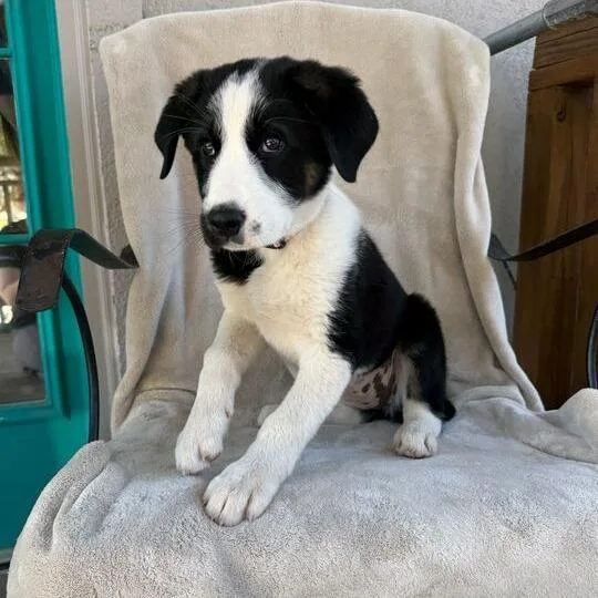 Peach Pit thumbnail 5