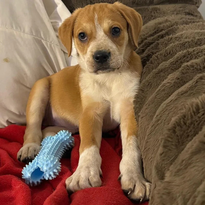 A baby medium-sized female Yellow / Tan / Blond / Fawn Mixed Breed dog named Stunk for adoption in Cincinnati, OH