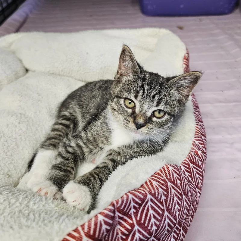 A baby medium-sized male Tabby (Buff / Tan / Fawn) Domestic Short Hair cat named Marcus for adoption in Searcy, AR