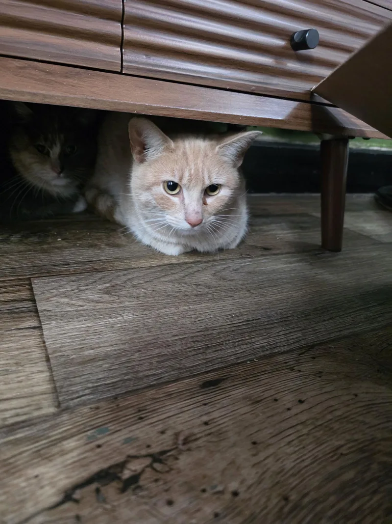 An adult large-sized male Buff / Tan / Fawn Domestic Short Hair cat named Admiral Apricott for adoption in Trenton, NJ