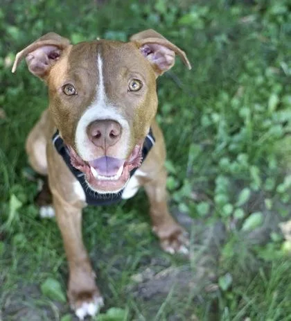 A baby medium-sized male Mixed Breed dog named Apollo for adoption in Hastings, MN